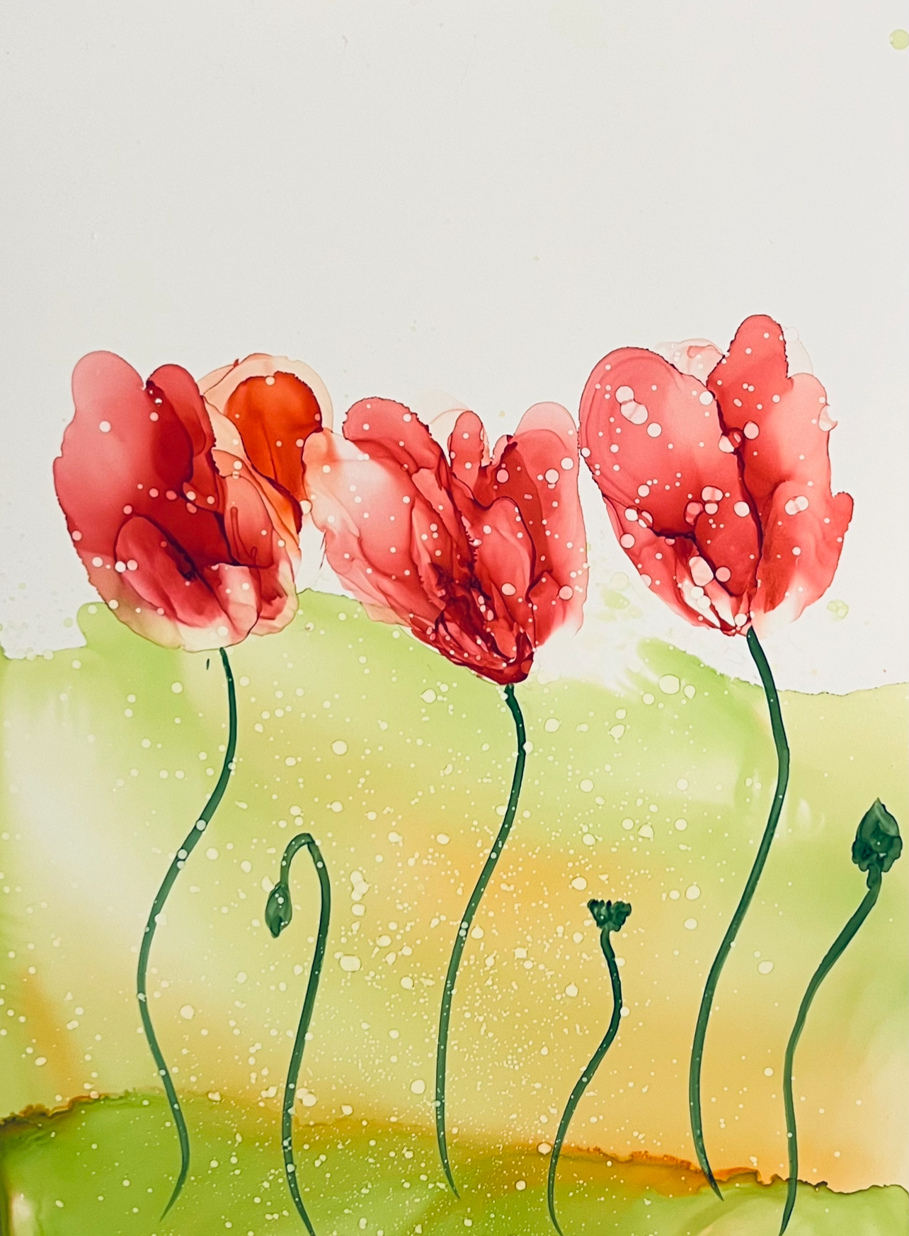 Tulips in Fields